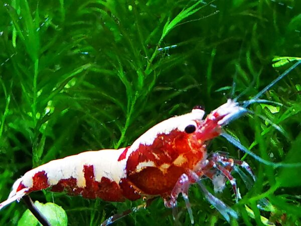 GALAXY RED - 1.0 CM - Image 4